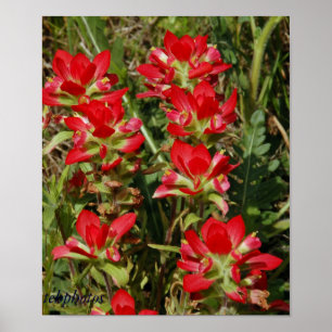 Affiches Fleur sauvage du Texas