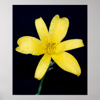 Affiches Fleur sauvage jaune