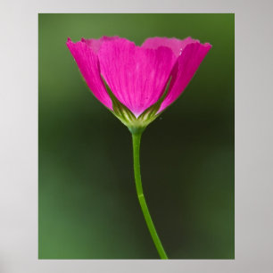 Affiches Fleur sauvage Winecup