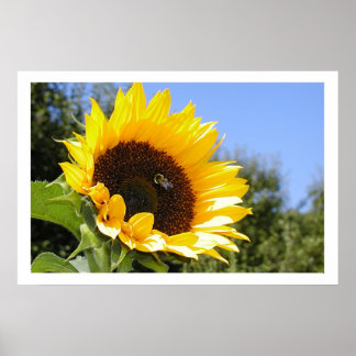 Affiches Fleur solaire plus grande