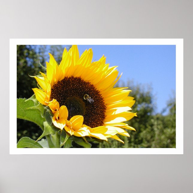 Affiches Fleur solaire plus grande (Devant)