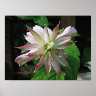 Affiches Fleur trois