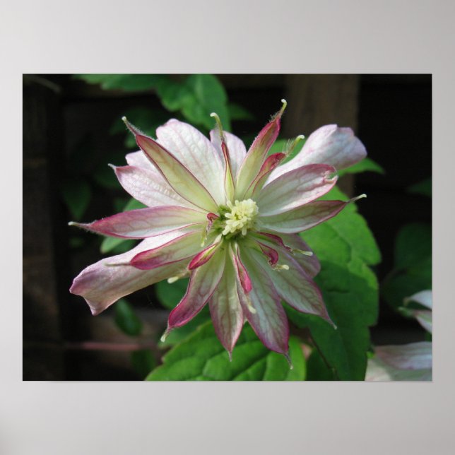 Affiches Fleur trois (Devant)