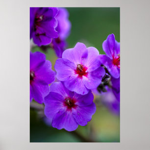 Affiches Fleur violette