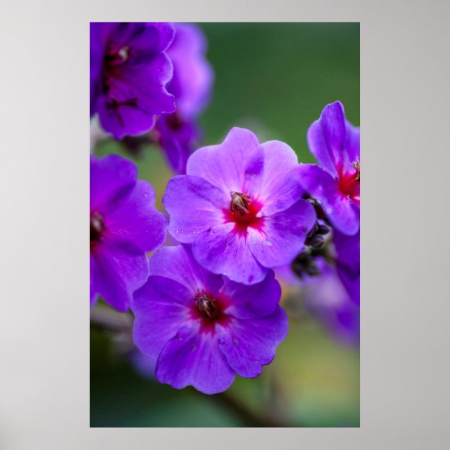 Affiches Fleur violette (Devant)