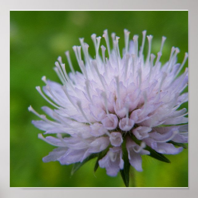 Affiches Fleur violette claire (Devant)