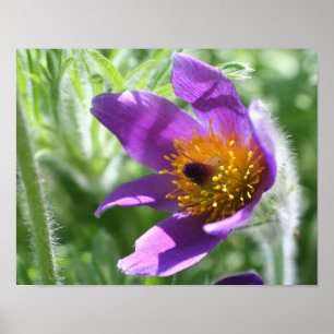 Affiches Fleur violette Pasque Fermer