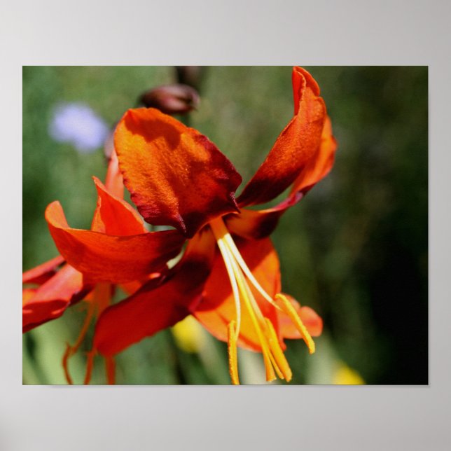 Affiches Fleurie Orange Lily Flower (Devant)