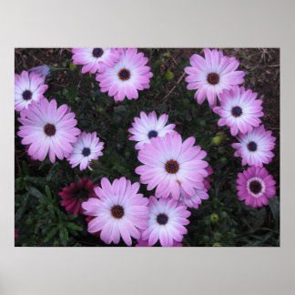 Affiches Fleurs