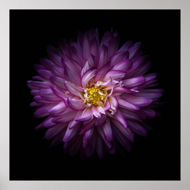 Affiches Fleurs 20 (Devant)