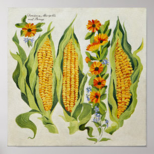 Affiches Fleurs 2014 de maïs et de moelle /courgette