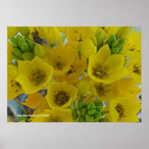 Affiches Fleurs à bulbes jaunes