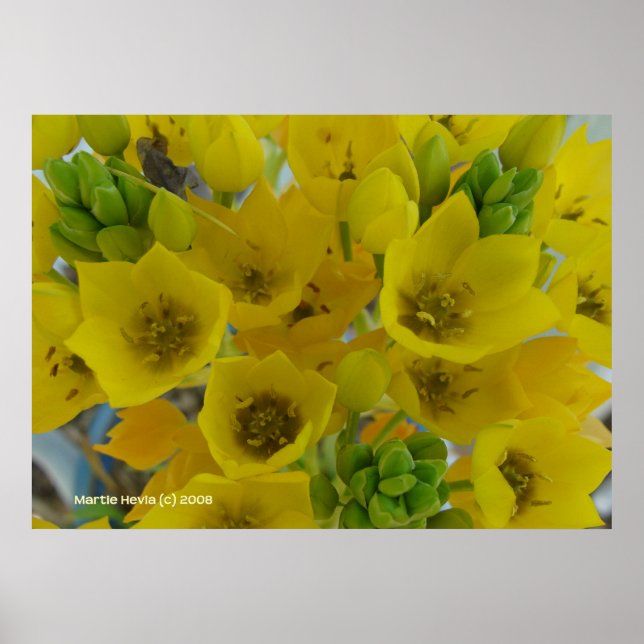 Affiches Fleurs à bulbes jaunes (Devant)