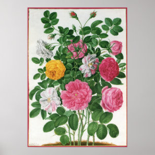 Affiches Fleurs anciennes en fleurs, roses de jardin de pri