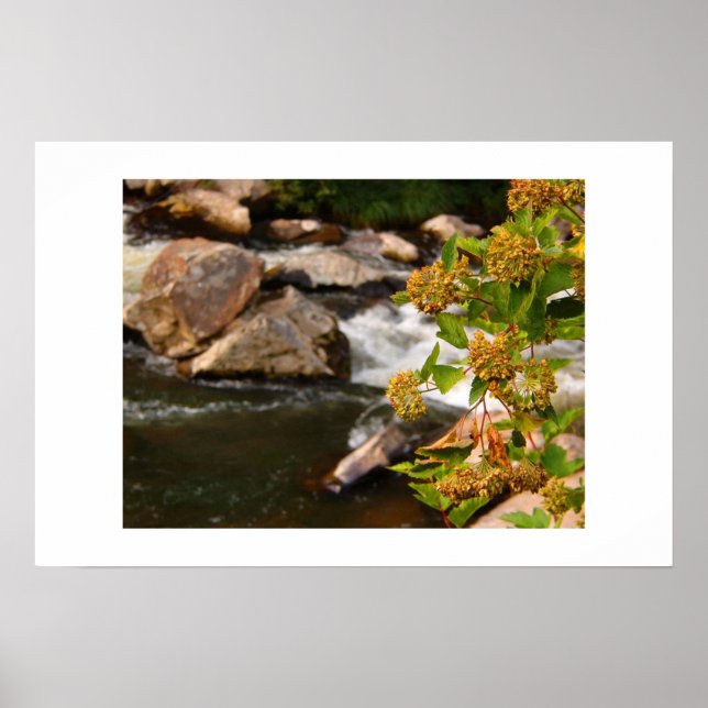 Affiches fleurs au bord de la rivière (Devant)
