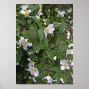 Affiches Fleurs blanches et jaunes Photo