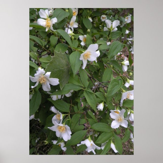 Affiches Fleurs blanches et jaunes Photo (Devant)