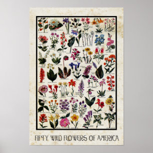 Affiches Fleurs Botaniques Sauvages d'Amérique Antique Flor