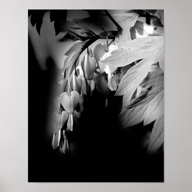 Affiches Fleurs Cardiaques Saignantes En Noir Et Blanc (Devant)