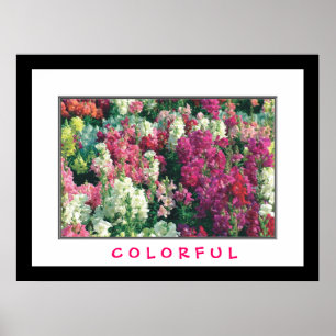 Affiches Fleurs colorées