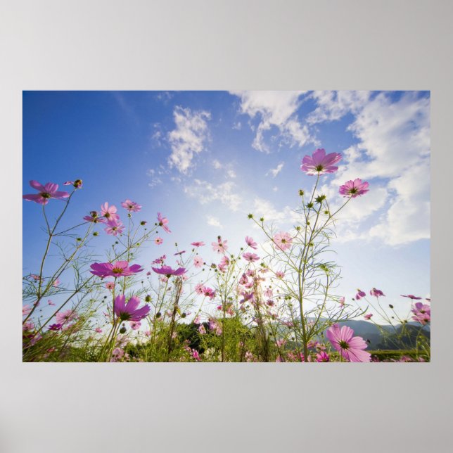 Affiches Fleurs cosmos. Otsu, Préfecture de Shiga, Japon 2 (Devant)