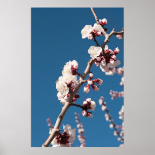 Affiches Fleurs d'abricot