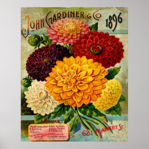 Affiches Fleurs Dahlia Vintages colorées