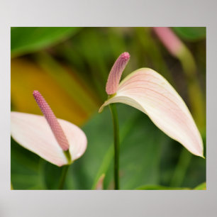 Affiches Fleurs d'anthurium