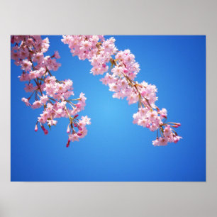Affiches Fleurs De Cerisier Rose Contre Un Ciel Bleu, Moyen