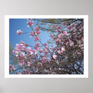 Affiches Fleurs de cerisiers