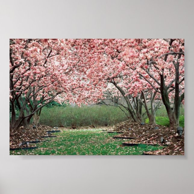 Affiches Fleurs de cerisiers (Devant)
