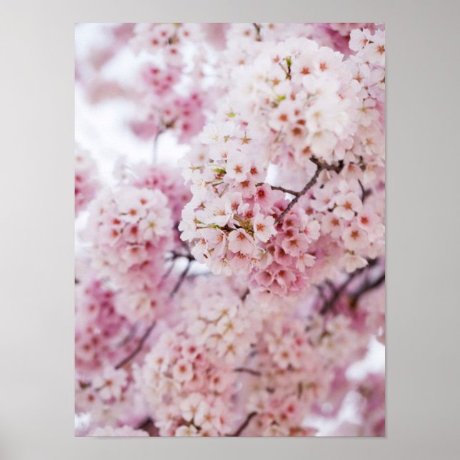 Affiches Fleurs de cerisiers (Devant)