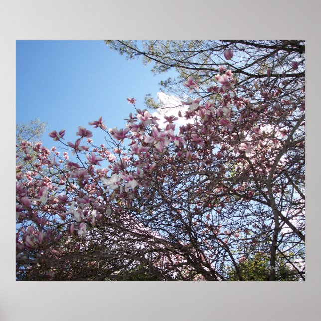 Affiches Fleurs de cerisiers printanières (Devant)