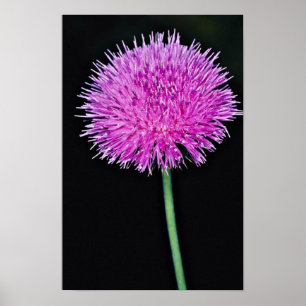 Affiches Fleurs de chardon du Texas (texanum de Cirsium)