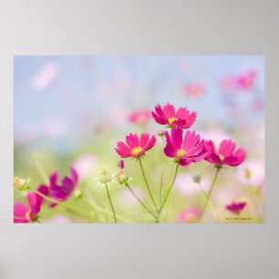 Affiches Fleurs de cosmos