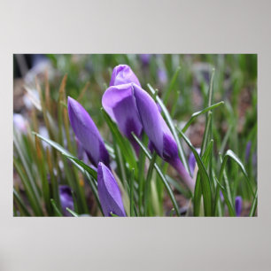 Affiches Fleurs de crocus violets,番 红 花