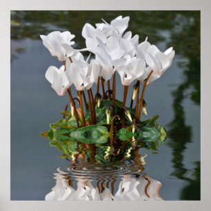 Affiches Fleurs de cyclamen blanc dans l'eau