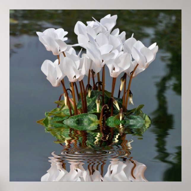 Affiches Fleurs de cyclamen blanc dans l'eau (Devant)
