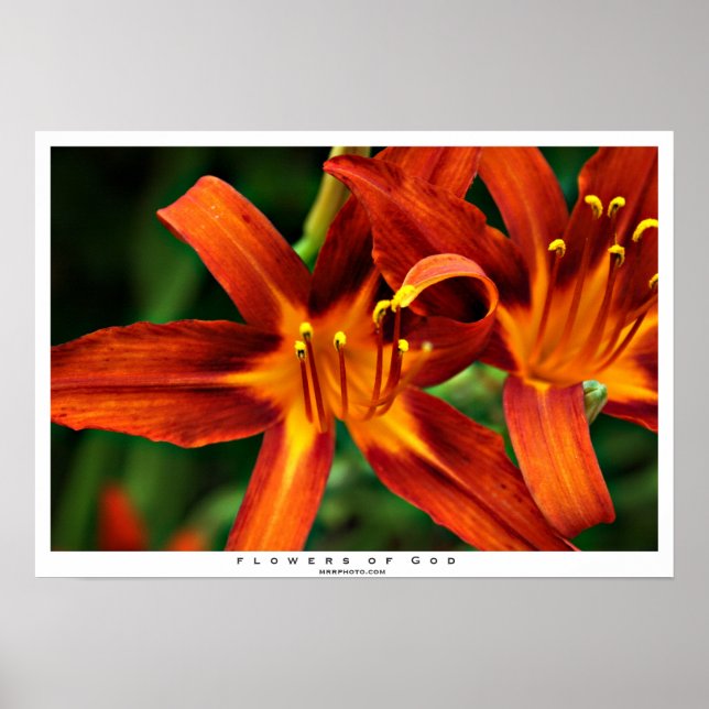 Affiches Fleurs de Dieu (Devant)