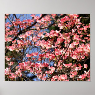 Affiches Fleurs de Dogwood Rose