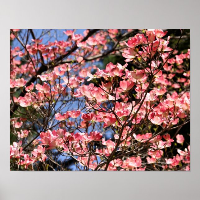 Affiches Fleurs de Dogwood Rose (Devant)