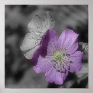 Affiches Fleurs de géranium violet Couleur partielle