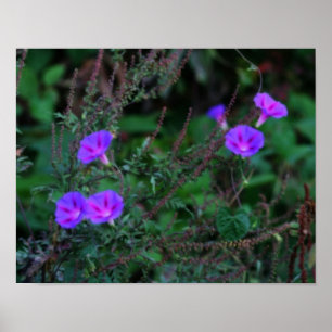 Affiches Fleurs de gloire du matin sauvage intenses