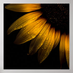 Affiches Fleurs de jardin 28 tournesol