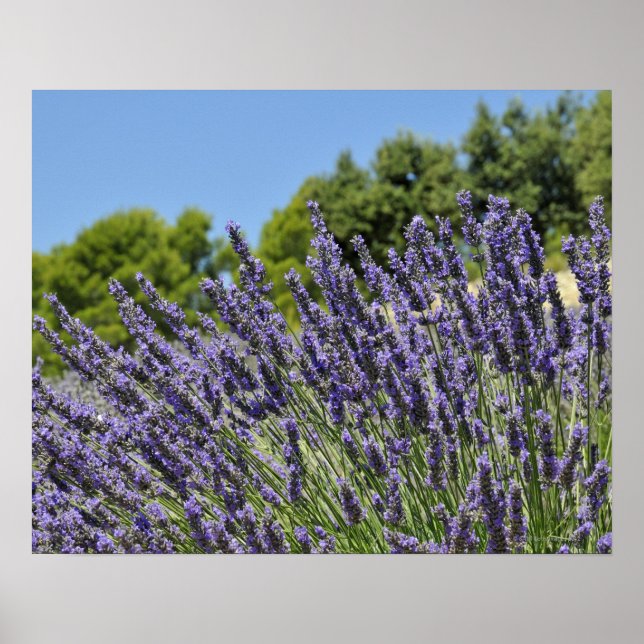 Affiches Fleurs de lavande dans le champ en été, Provence (Devant)