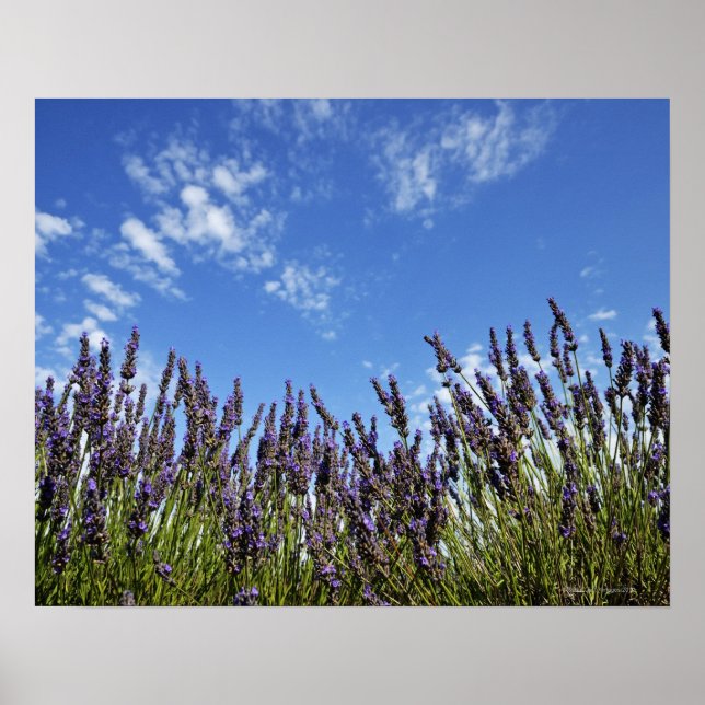 Affiches Fleurs de lavande dans le champ sur le ciel bleu e (Devant)