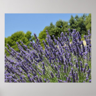 Affiches Fleurs de lavande dans un champ en été, Provence