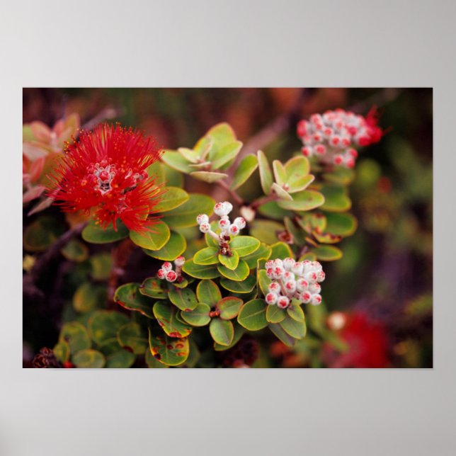 Affiches Fleurs de Lehua à Hawaï Volcanoes (Devant)