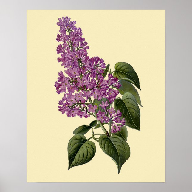 Affiches Fleurs de lilas vintage (Devant)