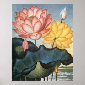 Affiches Fleurs de Lotus vintages, Le Haricot Égyptien Sacr